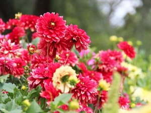 dahlias, Flowers