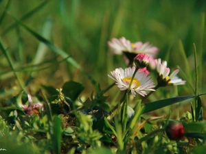 daisies, Flowers