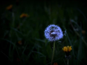 Common Dandelion, nature, Flowers