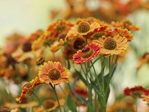 developed, Helenium Hybridum, Flowers