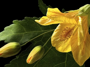 donuts, Beatyfull, Colourfull Flowers