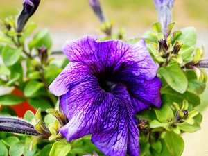 donuts, petunia, Colourfull Flowers