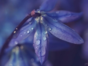 Colourfull Flowers, drops, rapprochement, squill
