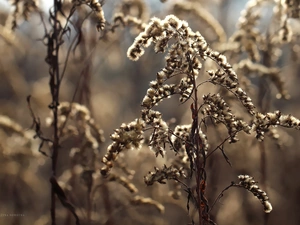 Flowers, Goldenrod, dry