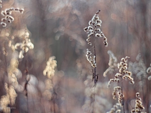 Flowers, Goldenrod, dry