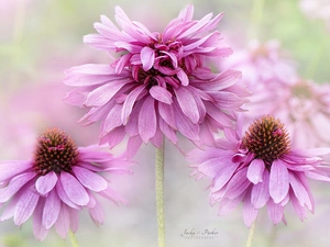 Flowers, echinacea