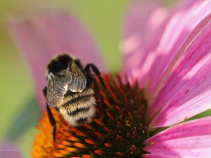 echinacea, bee, Colourfull Flowers