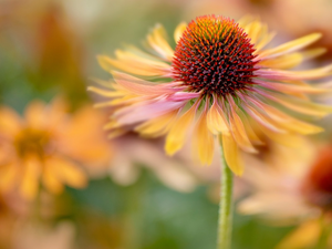 echinacea, Close, Colourfull Flowers