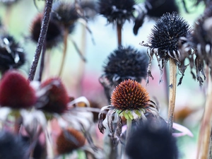 echinacea, fades, Flowers, withered