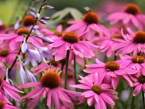 Flowers, Funkia, echinacea