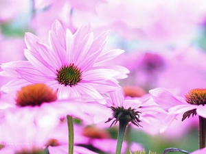 Flowers, Pink, echinacea