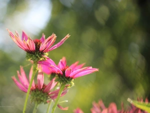 Flowers, Pink, echinacea