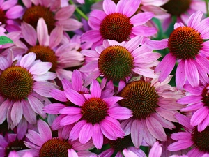 Flowers, Pink, echinacea