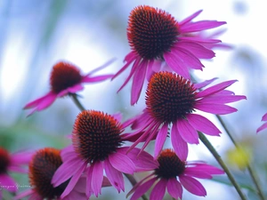 Flowers, Pink, echinacea