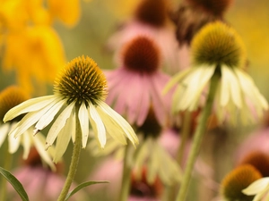 Flowers, White, echinacea