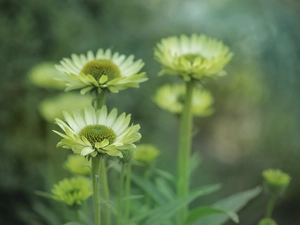 Flowers, Yellow, echinacea