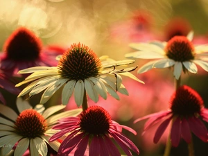 echinacea, Flowers