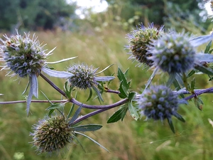 Flowers, Echinops