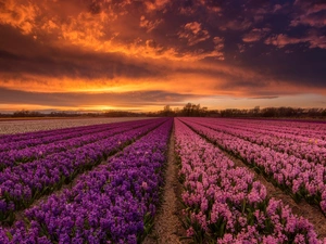 Great Sunsets, clouds, Flowers, Hyacinths, Field