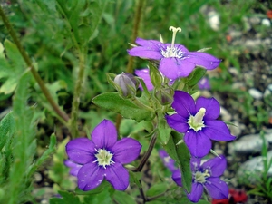field, geranium, Colourfull Flowers