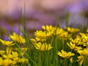 fig buttercup, Yellow, Flowers