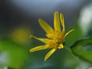 Colourfull Flowers, fig buttercup, Yellow