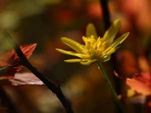 Colourfull Flowers, fig buttercup, Yellow