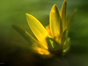 Colourfull Flowers, fig buttercup, Yellow