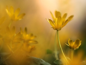 fig buttercup, Yellow, Flowers