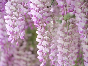Flowers, Wisteria Floral