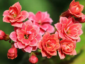 flourishing, Red, Kalanchoe, Flowers