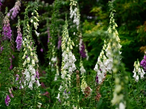 Flowers, Purple Foxglove