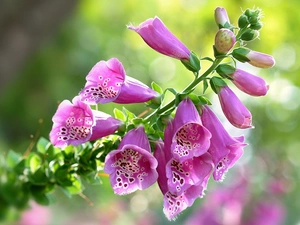 Flowers, Purple Foxglove