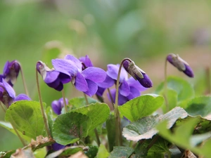 Spring, fragrant violets, Flowers