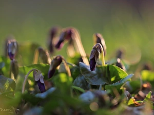 Spring, fragrant violets, Flowers