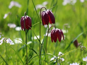 Fritillaria meleagris, Three, Flowers