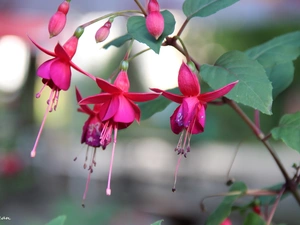 fuchsia, Flowers