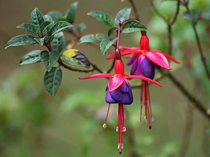 fuchsia, Two tone, Flowers