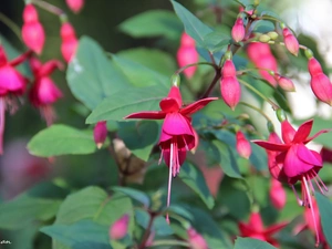 fuchsia, Flowers