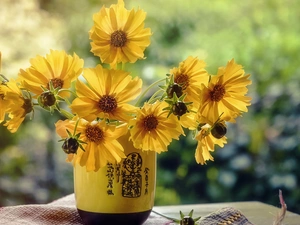 Yellow, Yellow, fuzzy, Flowers, Calliopsis, vase, background