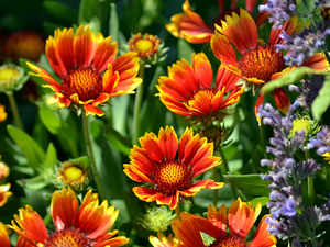 gaillardia aristata, Orange, Flowers
