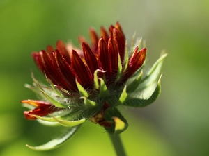 Colourfull Flowers, Gaillardia pulchella, Red