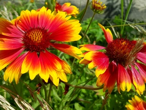 red, Flowers, gaillardia aristata, Yellow