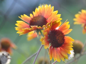 Flowers, Gaillardia