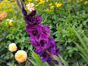 Garden, Violet, gladiolus, Flowers