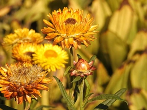 Flowers, Kocanka garden