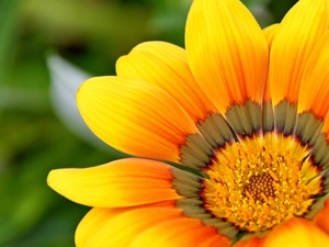 Gazania, Yellow, Colourfull Flowers