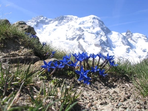 Alpine Gentian, Mountains, Flowers