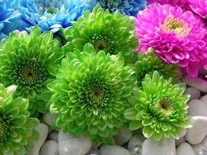 Flowers, color, dahlias