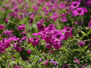 Flowers, geranium